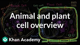 Overview of animal and plant cells  Biology  Khan Academy [upl. by Ahouh]