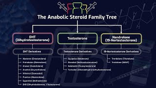 The Anabolic Steroid Family Tree  How Different Steroids Impact Muscle Building amp Performance [upl. by Enitnemelc]