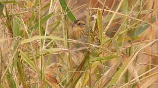 Nelsons sparrow [upl. by Bocock398]