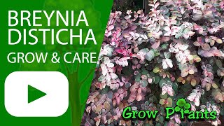 Breynia disticha  grow amp care Snow bush plant [upl. by Dranyer783]