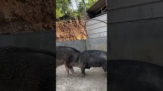 shorts pig wildboar minipig piggy pigs piglife minipigs piglove cutepig piglet [upl. by Nelly729]