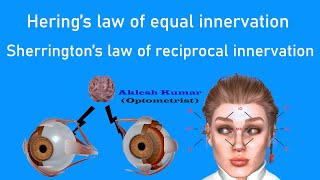 Herings law of Equal innervation and Sherringtons law of reciprocal innervation  Ocular Laws [upl. by Novelc]