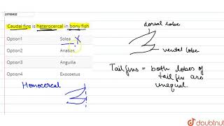 Caudal fins is heterocercal in bony fish [upl. by Marston]