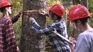 Aménagement de la forêt au cfp de Duchesnay [upl. by Knighton]