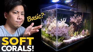 My BASIC Reef Tank 🚽 Soft Corals Macro Algae Mangrove Tank Update details in desc [upl. by Warp]