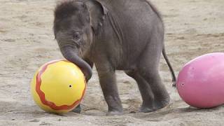 Elefantenbaby Jamuna Toni  1 Freigang im Tierpark Hellabrunn [upl. by Assil]