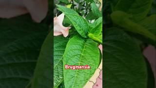 BrugmansiaAngels trumpet flower nature ytshorts [upl. by Kerin]