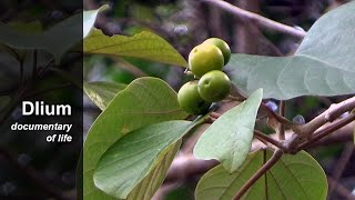 Kashmir tree Gmelina arborea [upl. by Esbenshade]