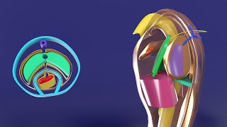 3D Body Cavities Embryology part 2 Pleural cavities and Pericardial cavity  Fibrous Pericardium [upl. by Thorrlow]