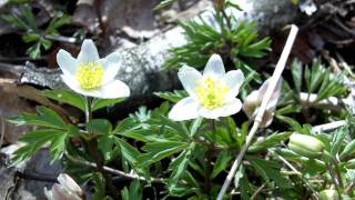 Vårens blommor i Sverige [upl. by Boorer406]