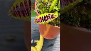 How Many Flies Can a Venus Flytrap Eat [upl. by Yerkovich339]