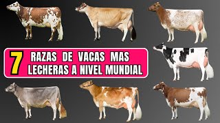 Las 7 mejores razas de vacas lecheras en el mundo [upl. by Nadroj]