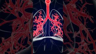 Le système respiratoire  The Respiratory System  The Process of Breathing [upl. by Itoc]