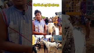 32கிலோ ஆடுRs22000 ரெட்டேரி ஆடு சந்தைRetteri goat market [upl. by Stroud]