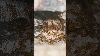 Pheidole Vistanna Colony growing strong myrmecology observe ants nature [upl. by Myron]