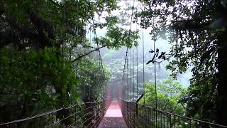 Monteverde Cloud Forest Reserve Costa Rica [upl. by Pepe704]