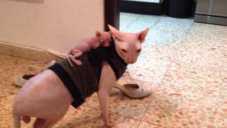 Amazing sphynx cats [upl. by Vod]