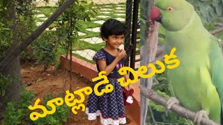 మాట్లాడే చిలుకtalking parrotkids fun [upl. by Kciderf278]