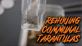 Rehousing My Communal Tarantulas  Monocentropus balfouri [upl. by Acinahs]