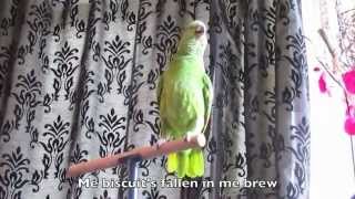 FUNNIEST TALKING PARROT IN THE WORLD  Yellow Naped Amazon Parrot in the UK called Budge [upl. by Charil275]