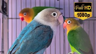 Love birds chirping sound and singing sound and relaxing sound HD video 28 love birds life 65 [upl. by Naihs397]