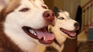 Mishka the Talking Husky and Laika Play Hide and Seek [upl. by Osric]