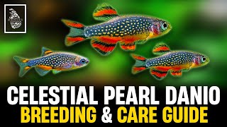 HOW TO BREED GALAXY RASBORA  Celestial Pearl Danio Breeding amp Caring Guide  Serendib Aquatics [upl. by Ynafit]