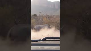 Black Rhino charges vehicle  Marataba Game Reserve  South Africa [upl. by Nuoras]