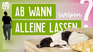 Ab wann kann man einen Welpen alleine lassen [upl. by Netnilc840]