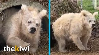 Polar bear wakes up from hibernation and shocks the Internet [upl. by Sregor]