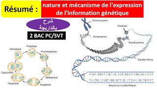 Résumé Nature et mécanisme de lexpression de linformation génétique 2bac SVTPC شرح بالداريجة [upl. by Esenwahs]