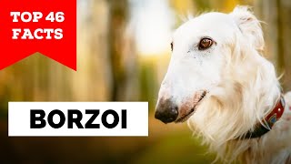 99 of Borzoi Owners Dont Know This [upl. by Siuraj]