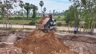 Incredible Dump Truck Showing Skill Technique Loading Soil To Filling Pond With Mini Bulldozer [upl. by Orlene184]