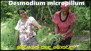 Desmodium microphyllum or undupiyaliya Drinkඋඳුපියලිය කැද හදමුFoodHotelGemi kade [upl. by Stesha957]