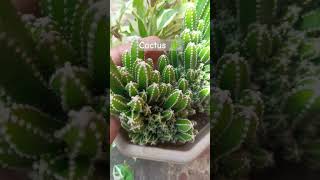 Cactus 🌵 growing ⏩ well with tiny 🌵 cacti 🌵 Mamta Home Decor With Plants plants cactus cactaceae [upl. by Winter]