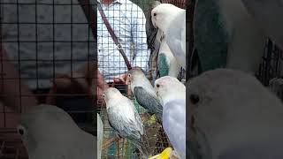 Uluberia pet market newvideo shortsviral [upl. by Thistle]