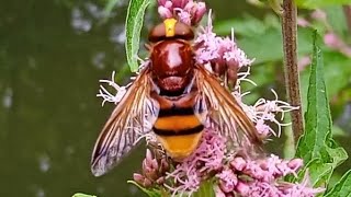 Volucella zonaria  Poda 1761  Syrphidae  Volucelle zonée quotgrosse syrphequot [upl. by Cita55]