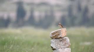 calandra lark on territorial singing  rimonim fields israel [upl. by Enomas]