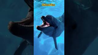 Dolphin sound 🐬🐬🐬 funny dolphinarium dolphine seacreature aquarium orca shark animals fish [upl. by Calabrese645]