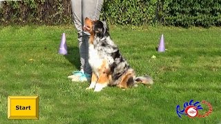 Australian Shepherd Hündin Fox trainiert für Rally Obedience Beginner [upl. by Bidget]