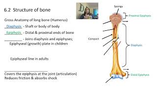 Skeletal system and bone tissue [upl. by Nwahsiek]