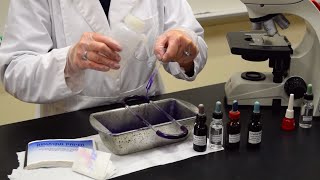 How to Perform a Gram Stain  MCCC Microbiology [upl. by Kora894]