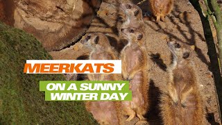 Meerkats on a Sunny Winter Day [upl. by Duky]