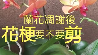 蘭花凋謝後的花梗剪還是不剪1012020 [upl. by Wehhtam]