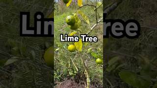 Lime trees so happy to be in the ground 🌳 limes limetree homestead foodforest [upl. by Honig]