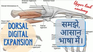 DORSAL DIGITAL EXPANSION OF HAND [upl. by Martie]