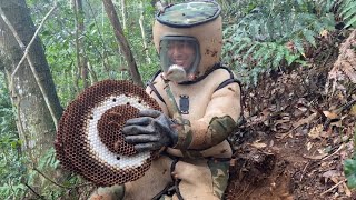 ERADICATION MURDER HORNET NESTASIAN GIANT HORNET NEST REMOVALWASP NEST REMOVALVESPA MANDARINA [upl. by Hgielyk]