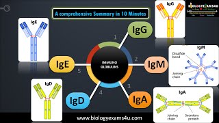 5 classes of Immunoglobulins Structure and their functions [upl. by Alrep]