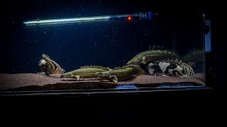 Preparing my Bichir tank for Low Tech plants [upl. by Yznel]