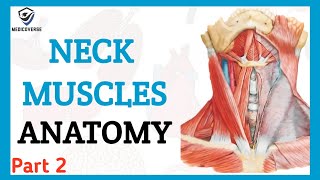 NECK MUSCLES ANATOMY  ORIGIN INSERTION AND ACTION  INFRAHYOID MUSCLES PART 2 [upl. by Chiles]